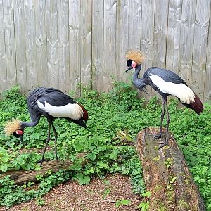 Black crowned cranes