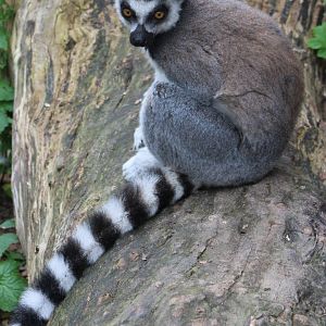 Ring-tailed lemur