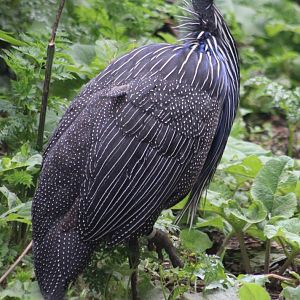 Vulturine guineafowl
