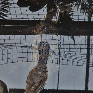Siamese Crocodile at Johnson's of Old Hurst, 19th February 2022