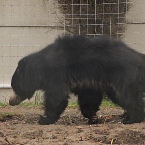 Indian Sloth Bear at Johnson's of Old Hurst, 19th February 2022
