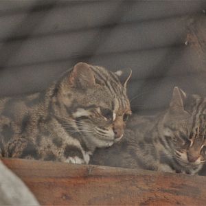 Indochinese Leopard Cats at Johnson's of Old Hurst, 19th February 2022