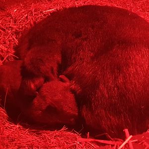 Mainland Common Wombat and Young at Hamerton, 19th February 2022