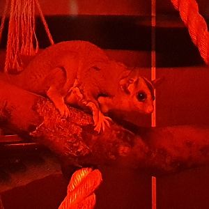 Squirrel Glider at Hamerton, 19th February 2022