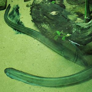 Eels at Hamerton, 19th February 2022