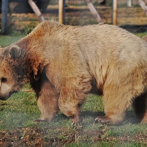 Syrian Brown Bear at Hamerton, 19th February 2022