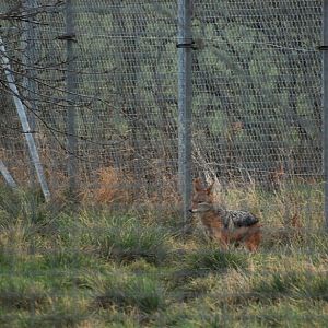 Black-backed Jackal at Hamerton, 19th February 2022
