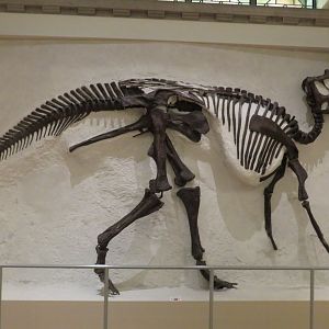 Prosaurolophus
