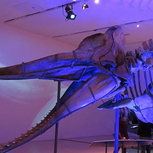 Sperm whale skeleton