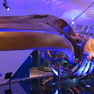 Blue whale skeleton
