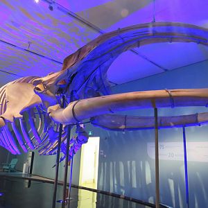 North Atlantic right whale skeleton