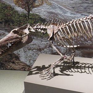 Pakicetus