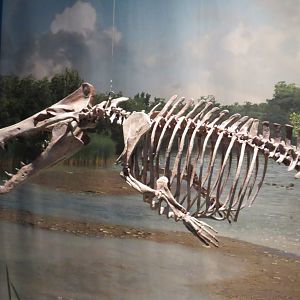 Maiacetus