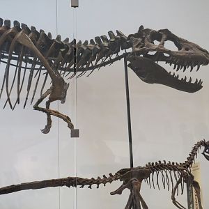 Albertosaurus and Deinonychus