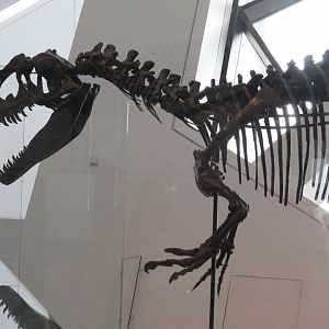 Allosaurus
