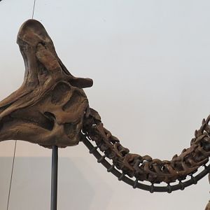 Lambeosaurus