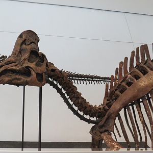 Corythosaurus