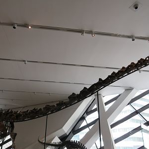 Barosaurus