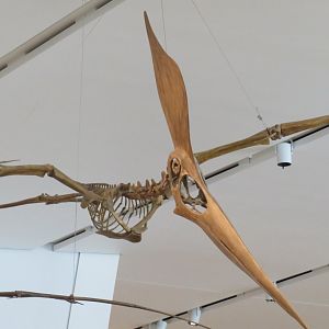 Pteranodon (Geosternbergia)