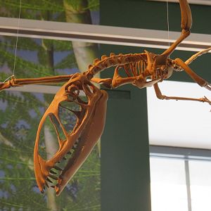 Dimorphodon