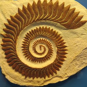 Helicoprion tooth whorl