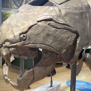 Dunkleosteus