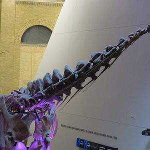 Futalognkosaurus