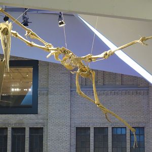Quetzalcoatlus