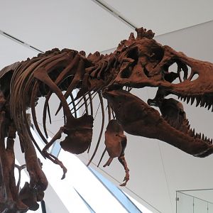 Tyrannosaurus