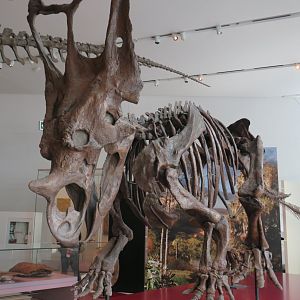 Chasmosaurus