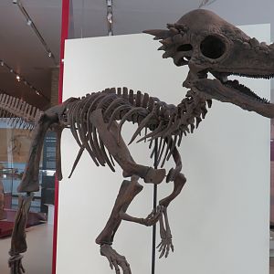 Pachycephalosaurus