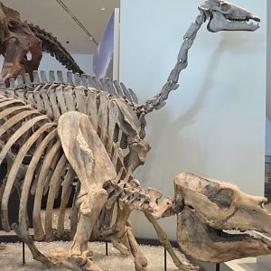 Toxodon and Macrauchenia