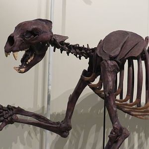 Short-faced bear