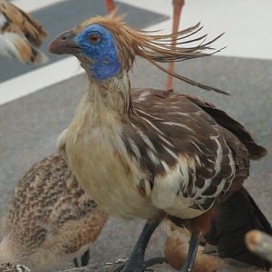 Hoatzin