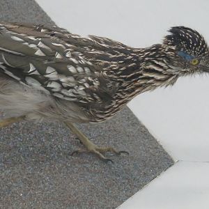 Greater roadrunner