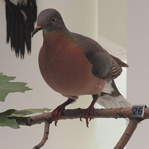 Passenger pigeon