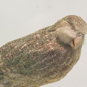 Kakapo