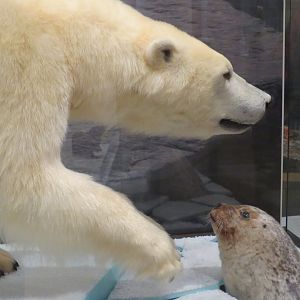Polar bear and ringed seal