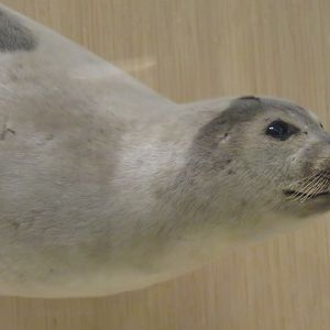 Harp seal