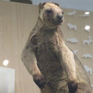 Lumholtz's tree kangaroo