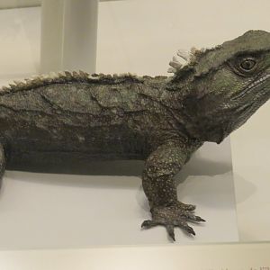 Tuatara