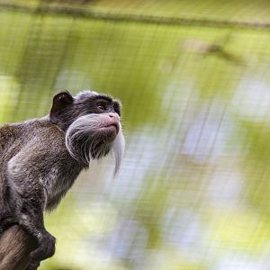 Emperor tamarin