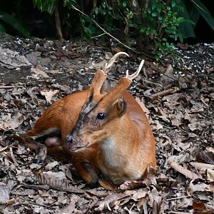Indian Muntjac (Muntiacus muntjak)