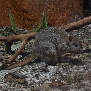 Woylie (Bettongia penicillata)