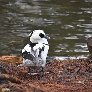 Male smew