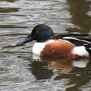 Male Northern shoveler
