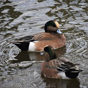 American wigeon