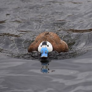 White-headed duck charging