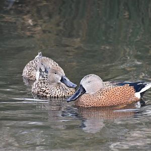 Red shoveler