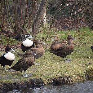 Common eider group